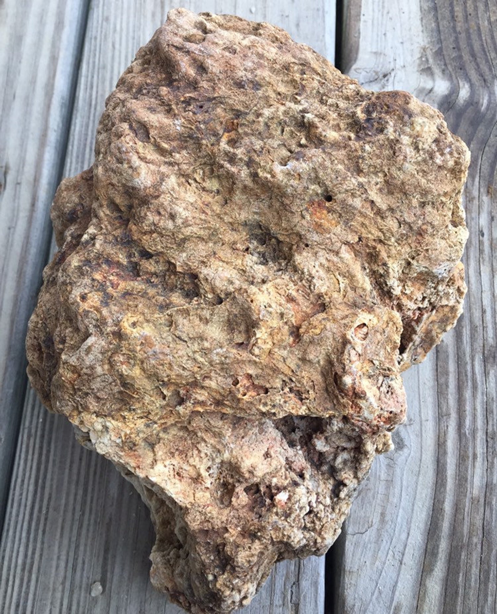 Huge Natural Kentucky Coral Fossil Fossilized Coral Etsy