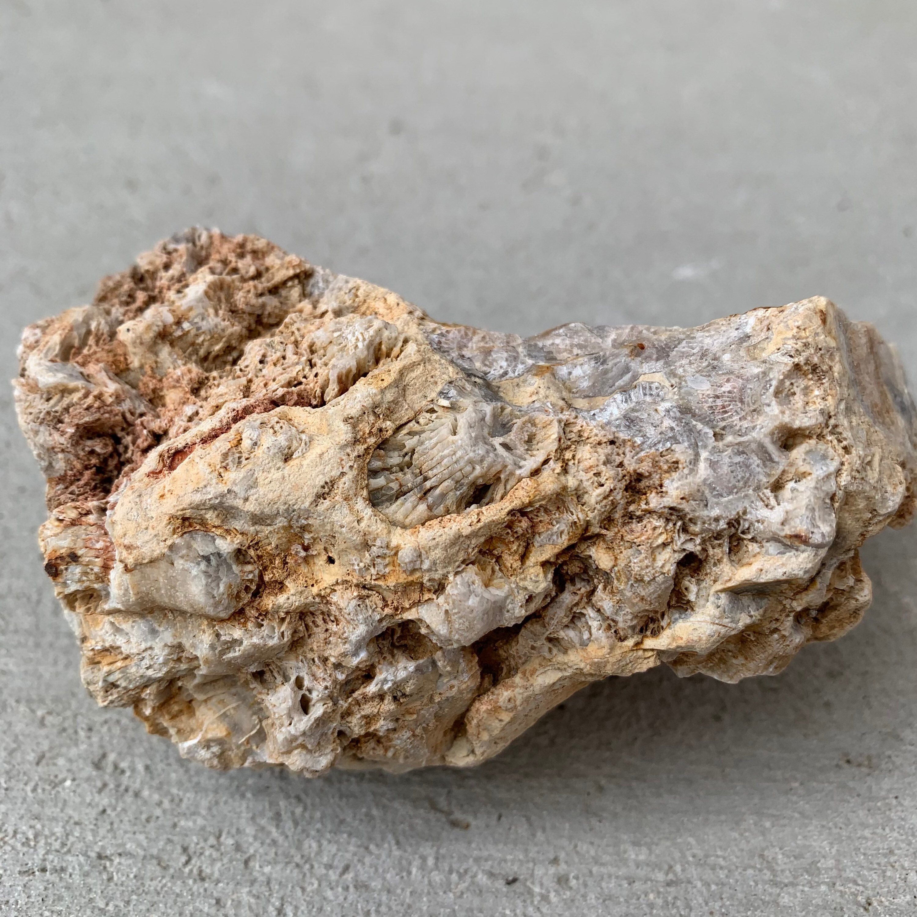 Natural Kentucky Fossilized Coral Coral Fossil Kentucky Etsy