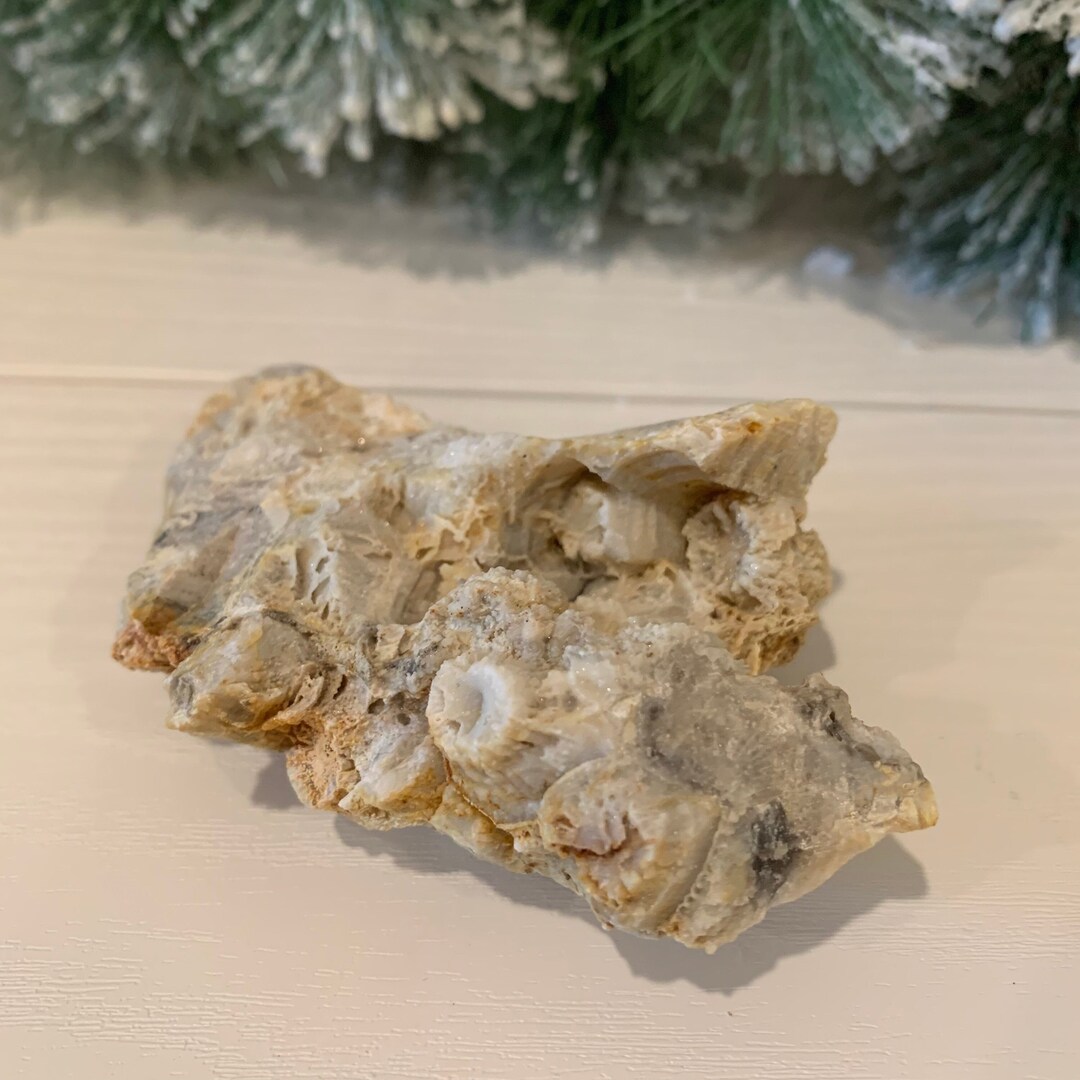 Natural Kentucky Coral Fossil fossilized Coral 5.4 Ounces 350 Etsy