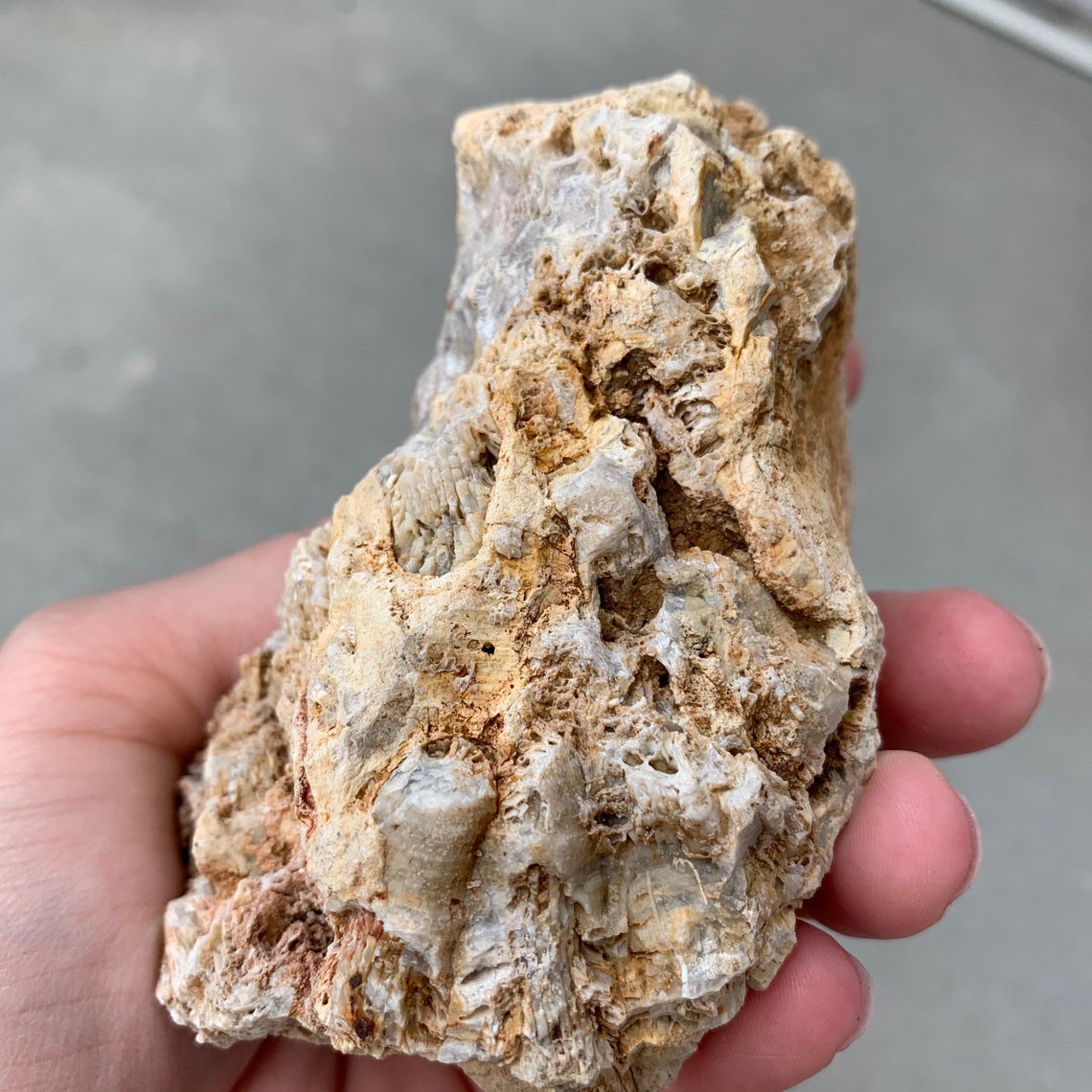 Natural Kentucky Fossilized Coral Coral Fossil Kentucky Etsy