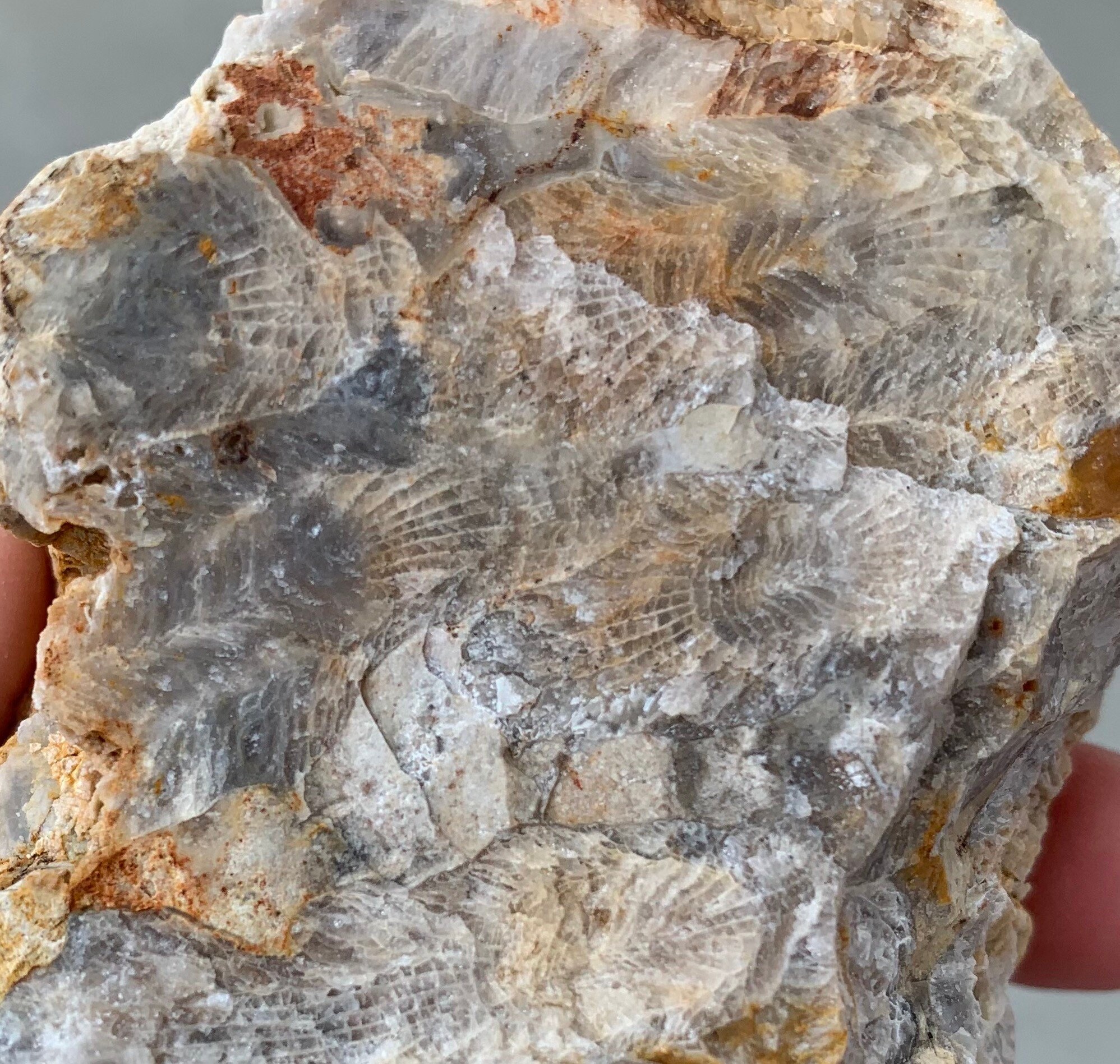 Natural Kentucky Fossilized Coral Coral Fossil Kentucky Etsy