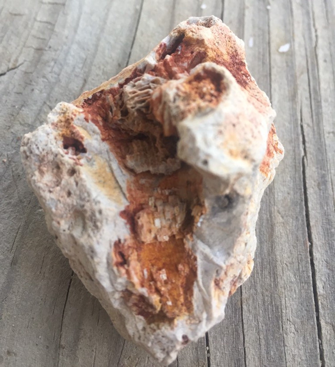 Natural Kentucky Coral Fossil Fossilized Coral 1.7 Ounces Etsy
