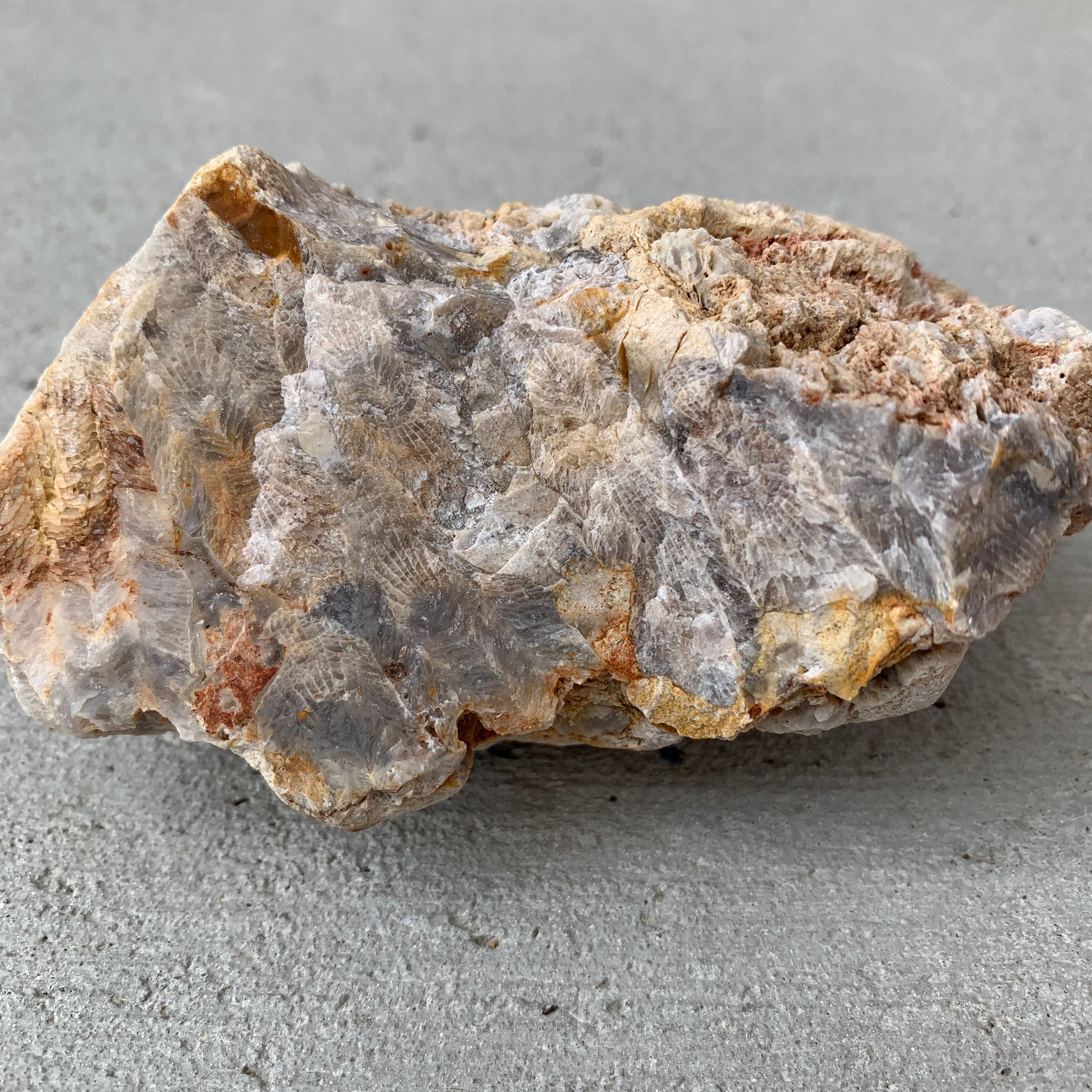 Natural Kentucky Fossilized Coral Coral Fossil Kentucky Etsy