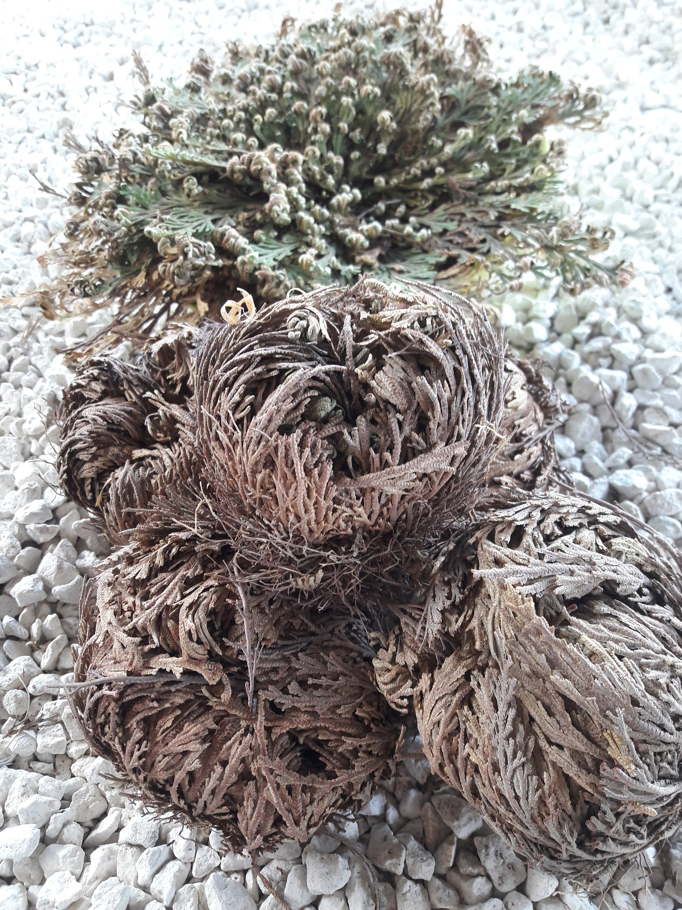 Rose de Jericho Plante La Résurrection, 4+1 Gratuite