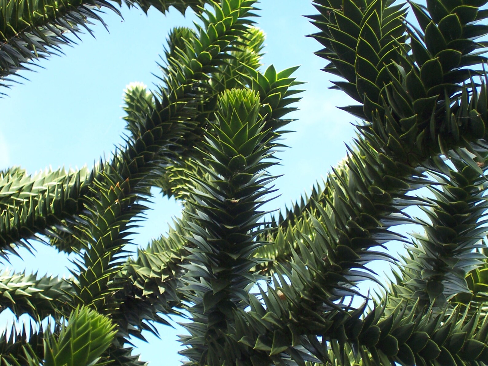 Photo of Monkeytail Tree Etsy