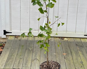 Gingko Princeton Sentry