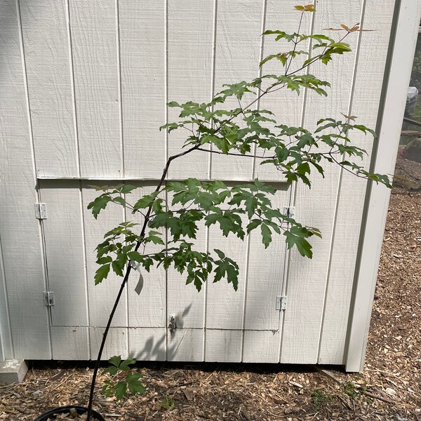 Paperbark Maple ( Acer Griseum )