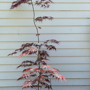 Japanese Maple ' Inaba Shidare '