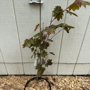 May include: A young Japanese maple tree in a black plastic pot. The tree has green and reddish-brown leaves and thin branches. The pot sits on a bed of wood chips. The background is a white wooden wall.