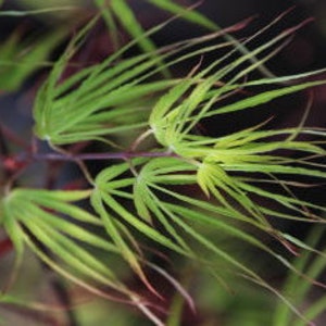 Acer palmatum 'Fukinagashi' Strap Leaf Japanese Maple image 2