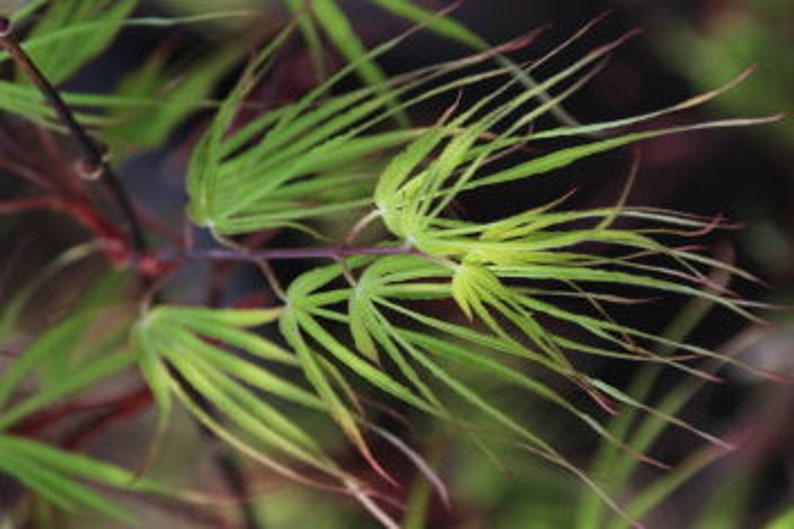 Acer palmatum 'Fukinagashi' Strap Leaf Japanese Maple image 2