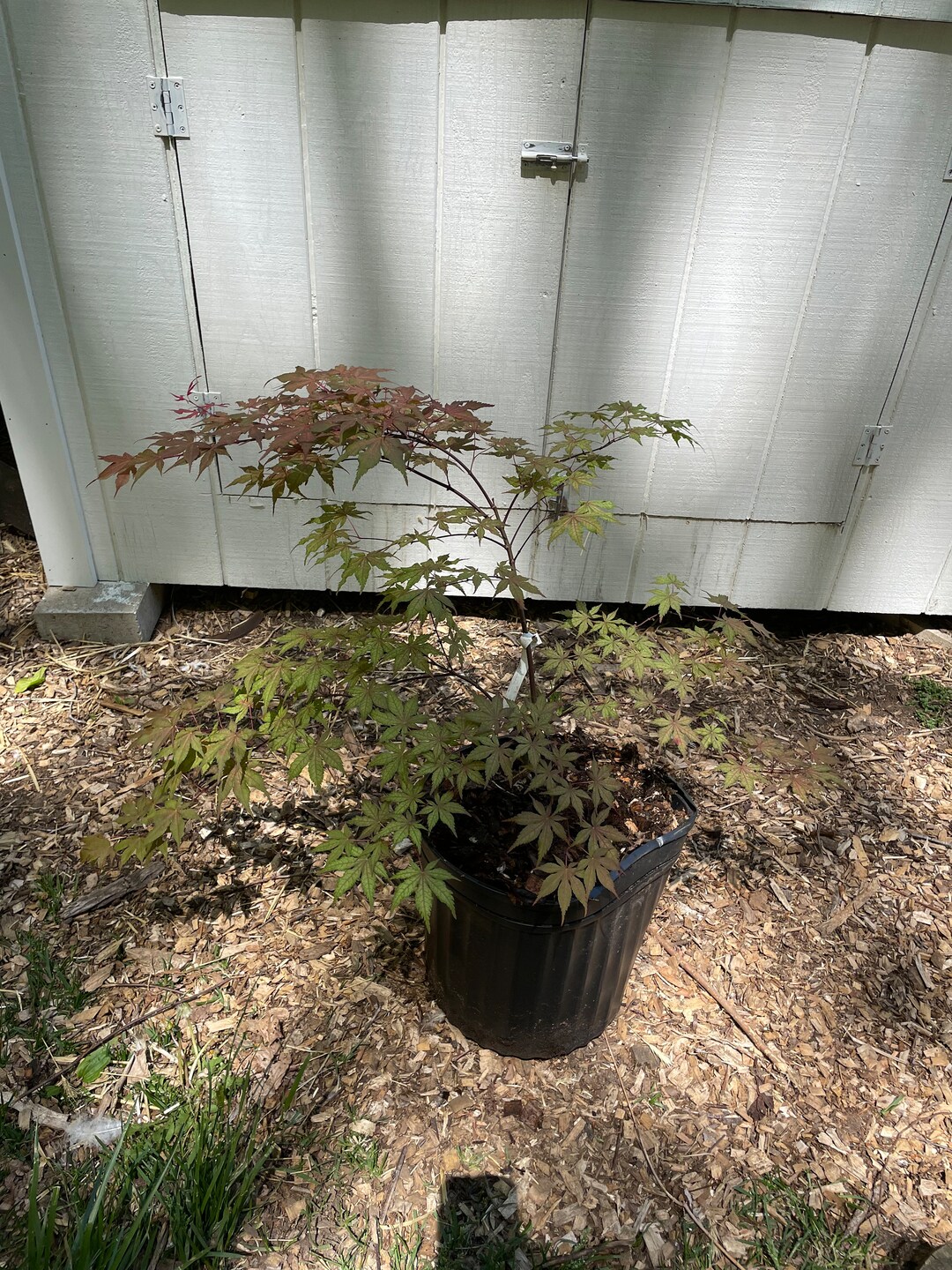 Acer Palmatum 'kasagiyama' Reticulated Variegated Japanese Maple Etsy