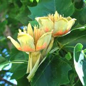 Tulip Tree Liriodendron Tulipifera image 3