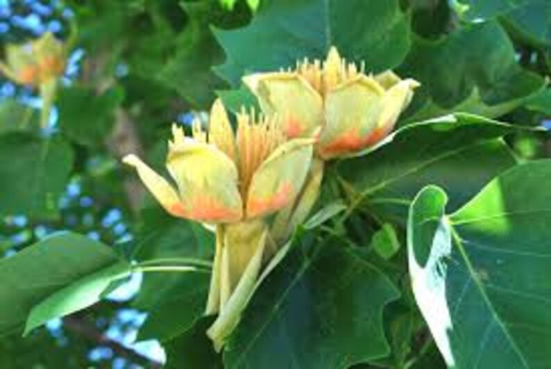 Tulip Tree Liriodendron Tulipifera image 3