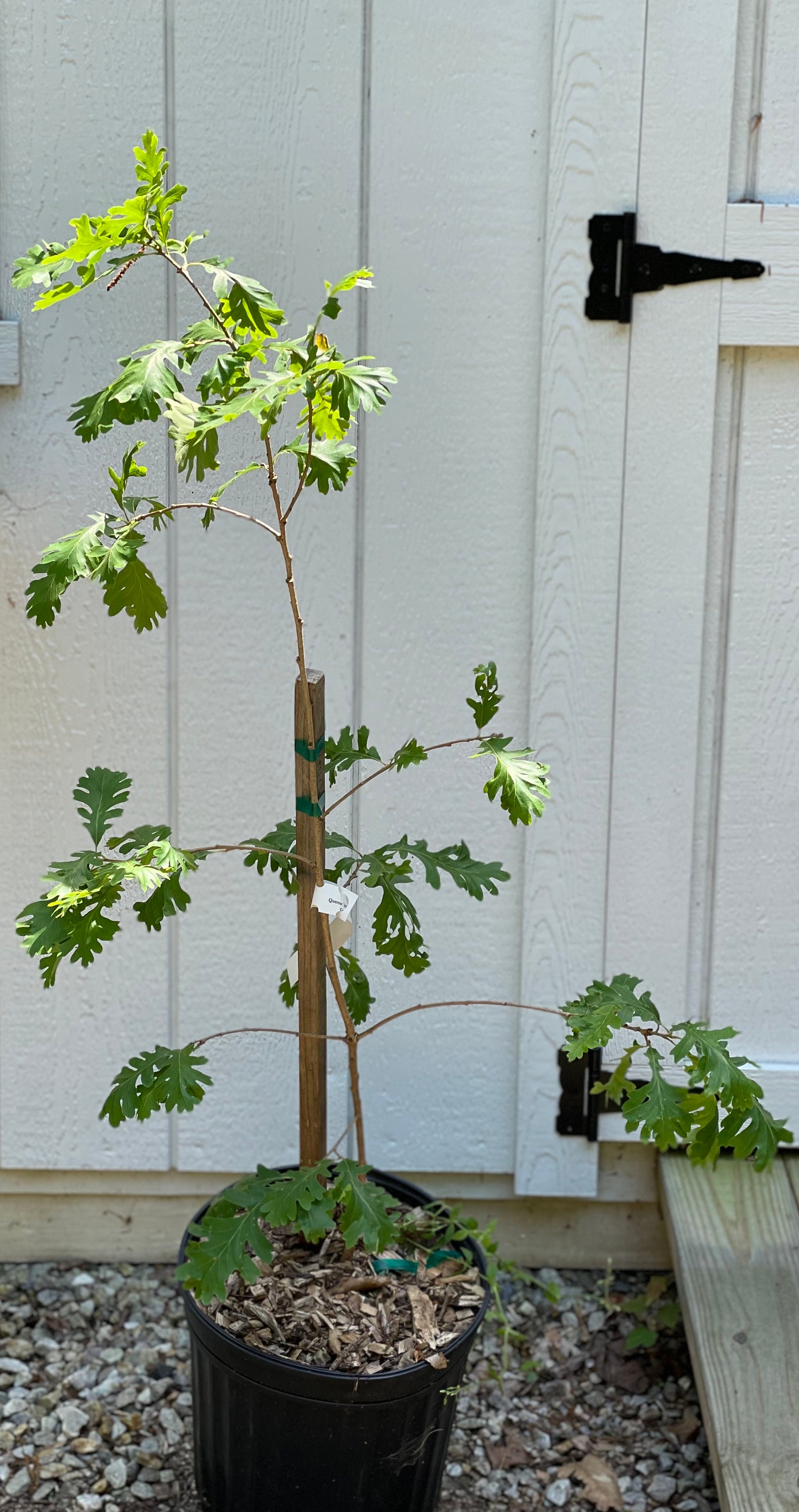 Details about / Quercus /' Jack Maze /' Oak Grafted