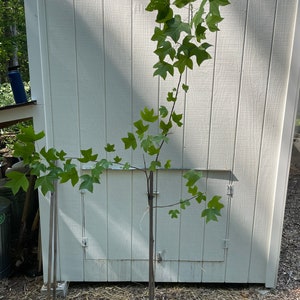 Tulip Tree Liriodendron Tulipifera image 1