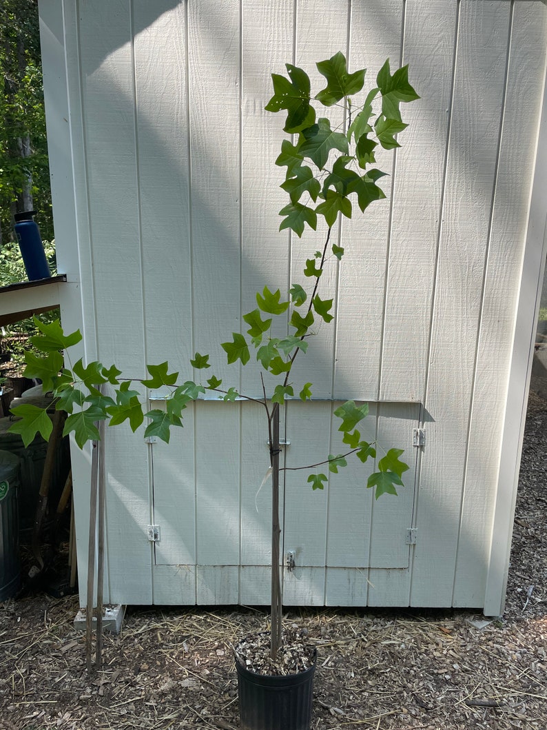 Tulip Tree Liriodendron Tulipifera image 1