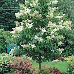 Japanese Lilac Tree ( Syringa Reticulata ) - Etsy