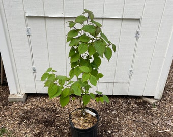 Dove Tree Davidia involucrata