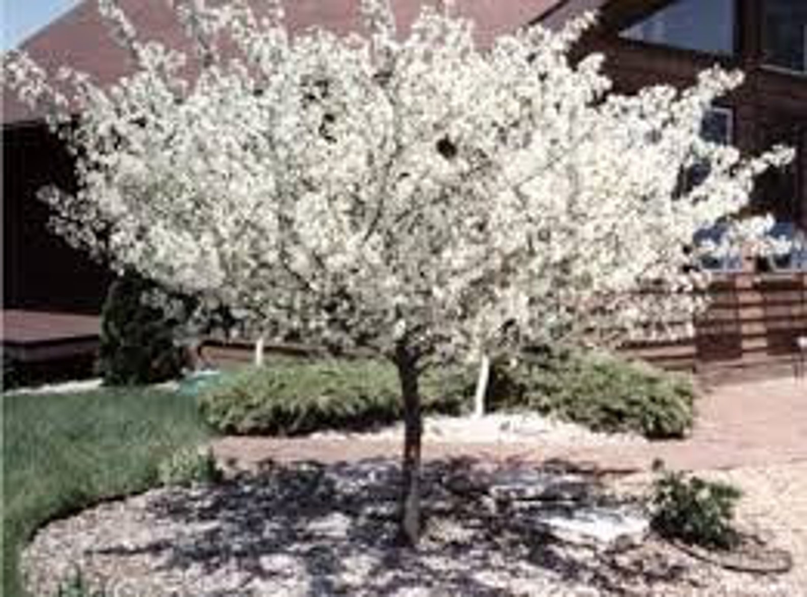 sargent crabapple fruit