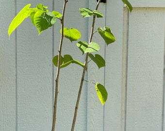 American Basswood ( Tilia Americana )