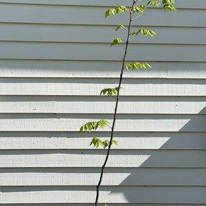 Details about / Quercus /' Jack Maze /' Oak Grafted
