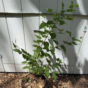 May include: A young tree with green leaves in a black plastic pot. The tree is positioned in front of a white wooden wall. The ground is covered in wood chips.