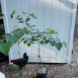 Eastern Redbud ( Cercis Canadensis )