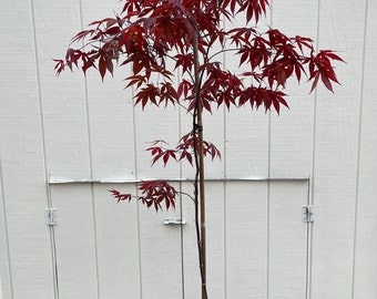 Japanese Maple ' Emperor I ' Acer palmatum