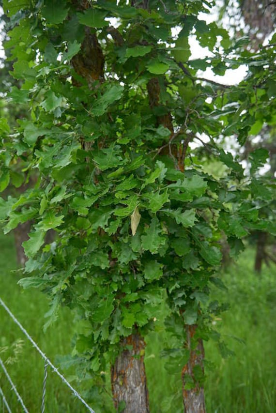 Details about / Quercus /' Jack Maze /' Oak Grafted