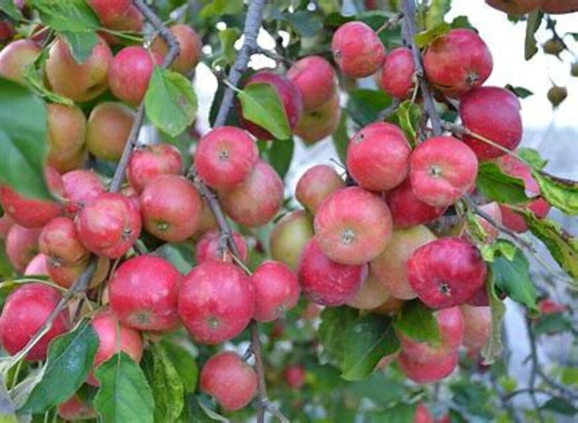 Fuji Apple Tree Etsy