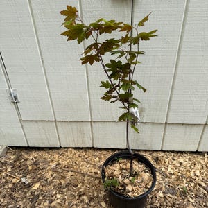May include: A young Japanese maple tree in a black plastic pot. The tree has green and reddish-brown leaves and a slender trunk. The pot sits on a bed of wood chips, with a white shed in the background.
