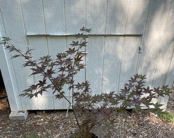 Acer palmatum 'Red Spray' Japanese Maple Tree