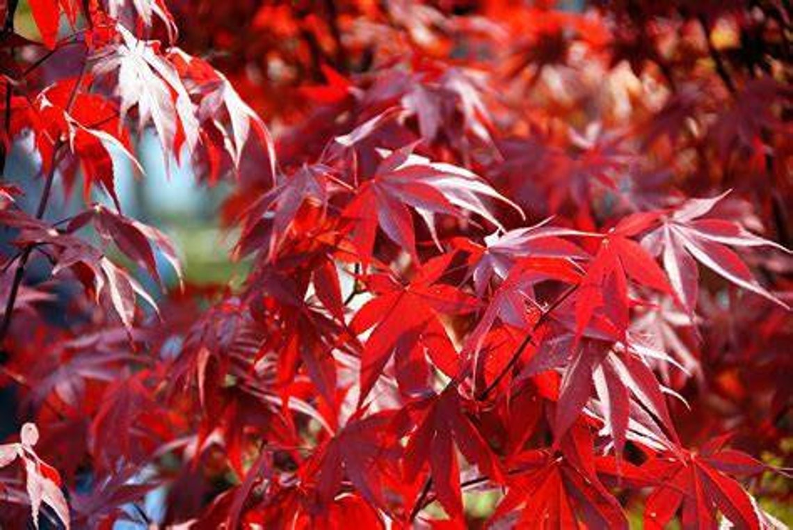 Japanese Maple ' Fireglow ' Grafted Tree Etsy