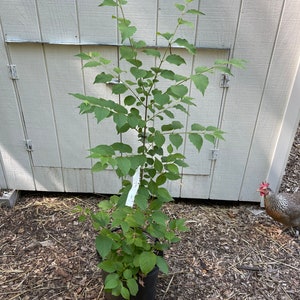 Japanese Lilac Tree ( Syringa reticulata )