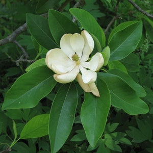 Sweetbay Magnolia Magnolia Virginiana image 2