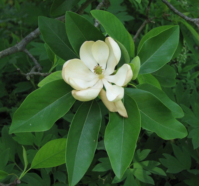 Sweetbay Magnolia Magnolia Virginiana image 2