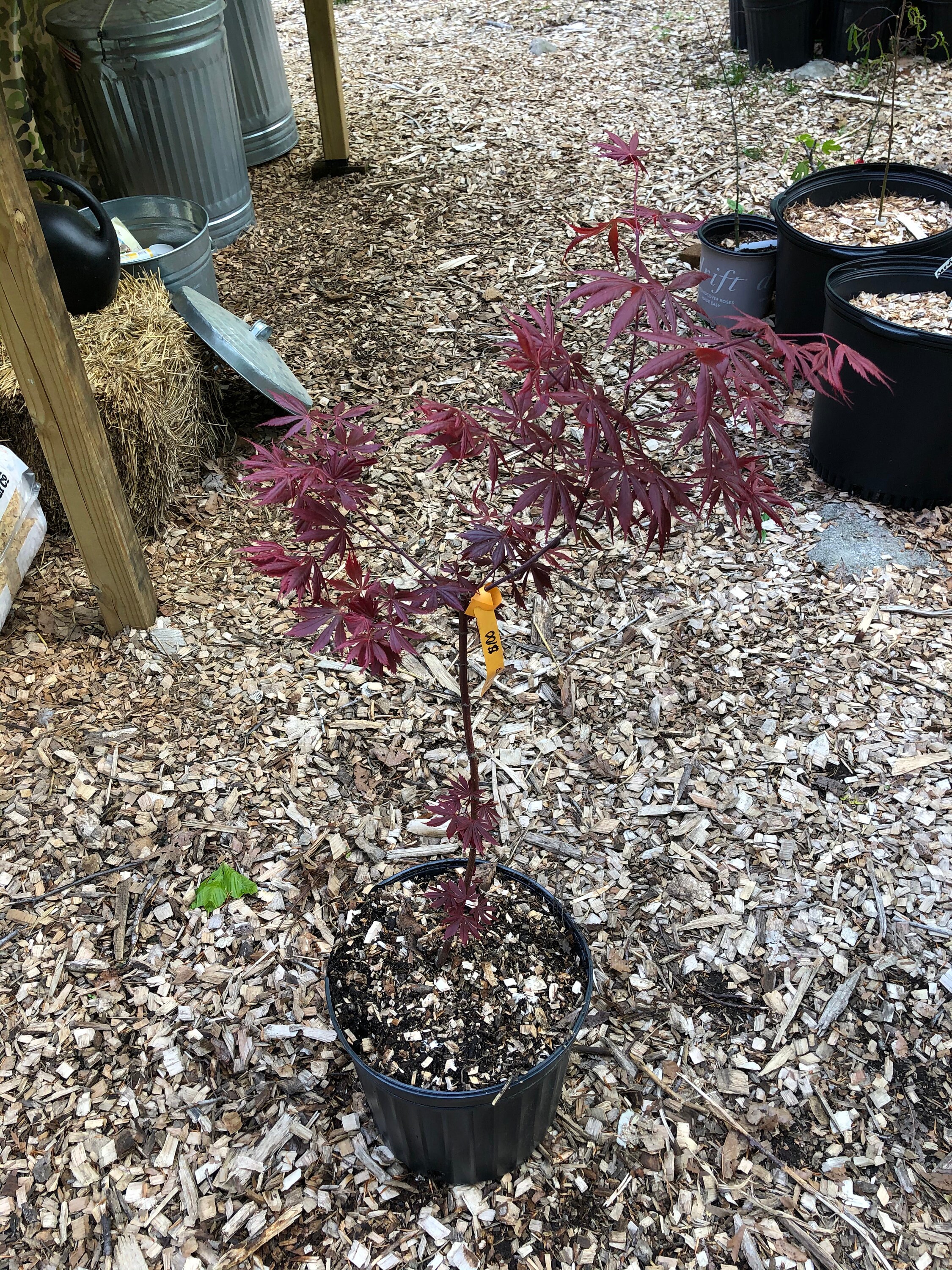 Japanese Maple ' Trompenburg ' Grafted Etsy