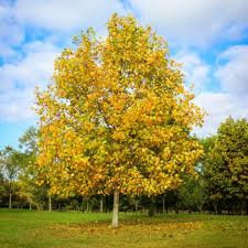 Tulip Tree Liriodendron Tulipifera image 2