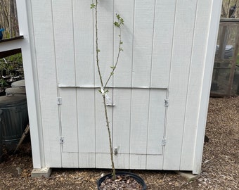 Honeycrisp Apple Tree