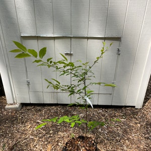 Black Cherry ( Prunus serotina )