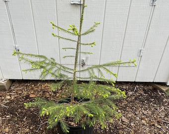 Norway Spruce Picea abies