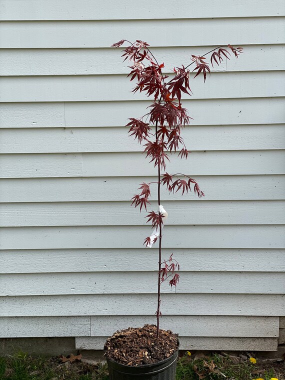 Japanese Maple ' Fireglow ' Grafted Tree Etsy