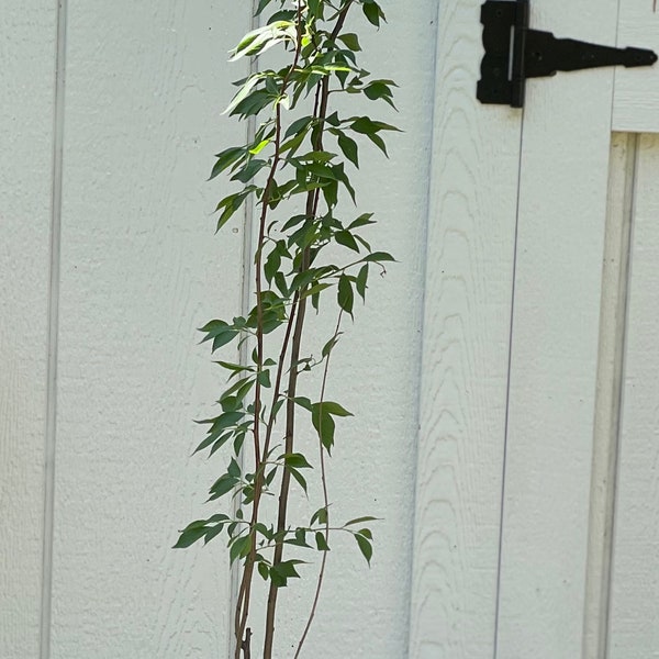 Wild Plum Tree ( Prunus Americana )