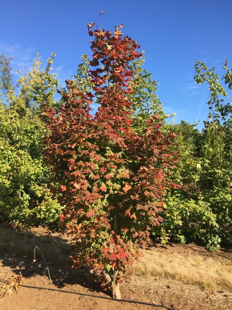 vine maple vine maple