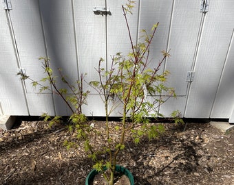 Acer palmatum 'Seiryu' Japanese Maple