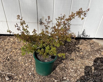 Acer Palmatum 'Kiyohime Yatsubusa' Dwarf