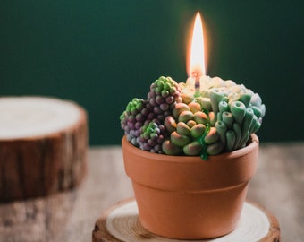 Succulent Candle | Handmade Succulent Candle with Reusable Pot | Scented Succulent Candle