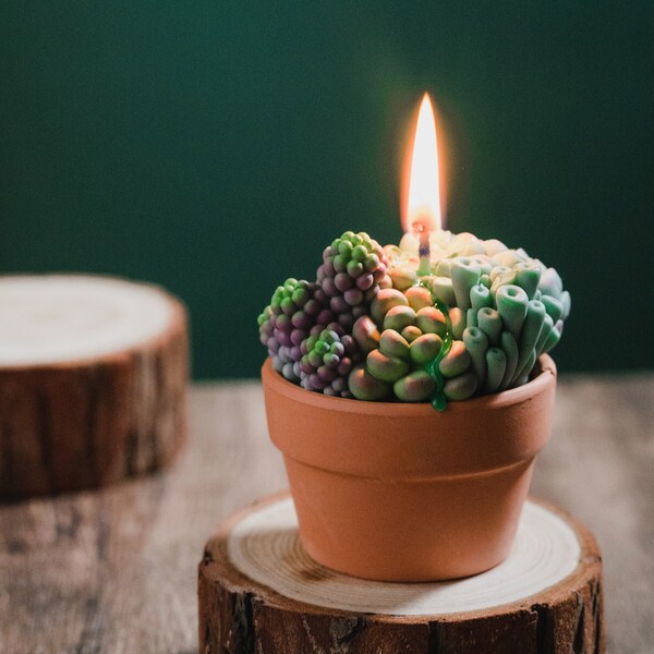 Succulent Candle | Handmade Succulent Candle with Reusable Pot | Scented Succulent Candle