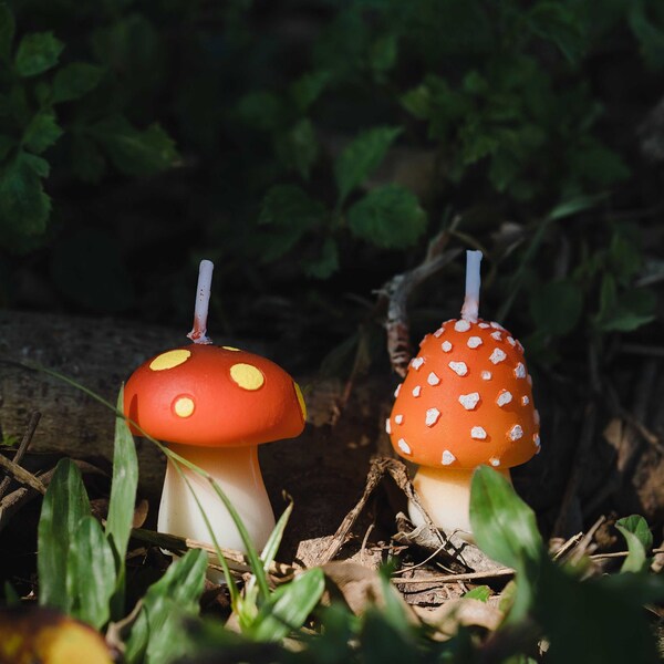 Sunset mushroom set